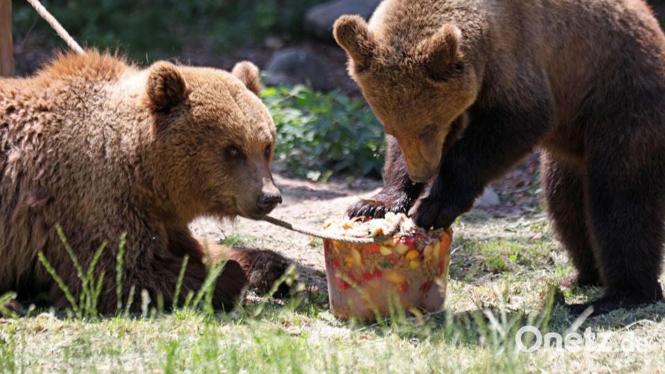 Eisbombe für die Bären im Tierpark Hexentanzplatz. Bild: Matthias Bein/dpa