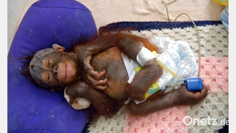 Mit schweren Verbrennungen kam Himba vor fast 15 Jahren ins BOS-Rettungszentrum. Bild: -/BOS Foundation/dpa