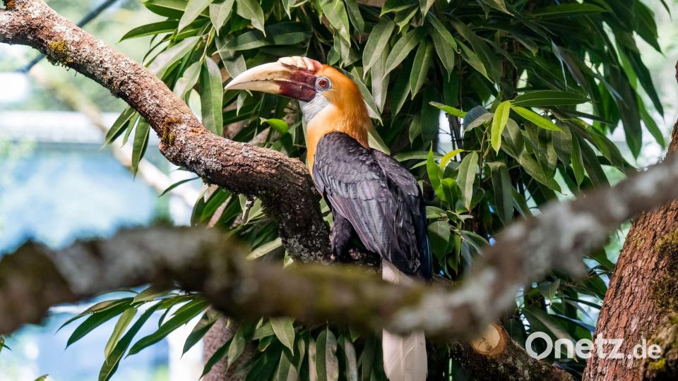 Auch Papuahornvögel sind in der Dschungelwelt zuhause. Bild: Tobias Hase/dpa