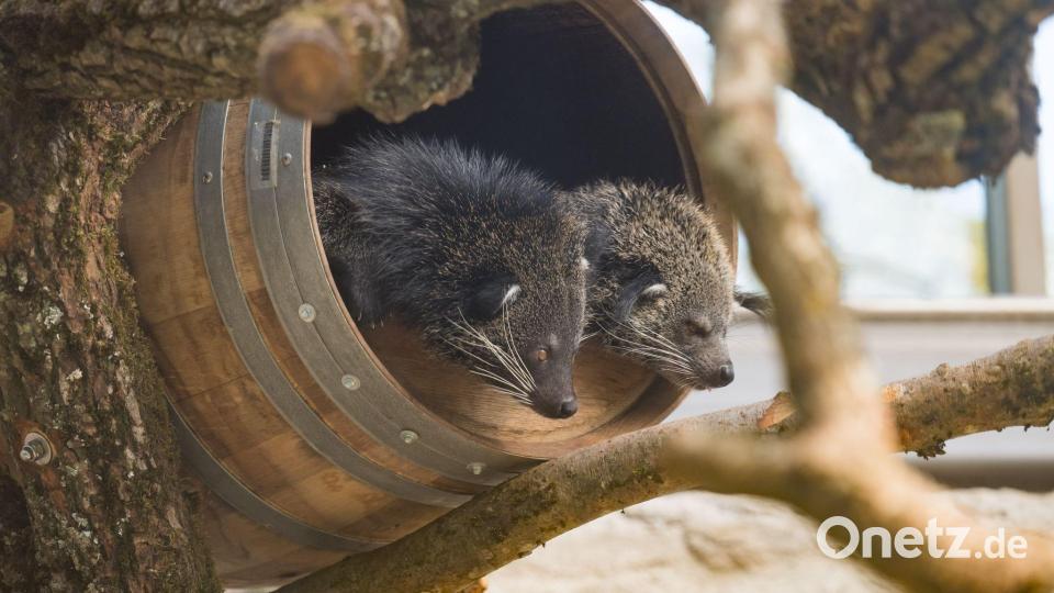 Die Schleichkatzen gehören zu den neuen Bewohnern der Dschungelwelt. Bild: Tobias Hase/dpa