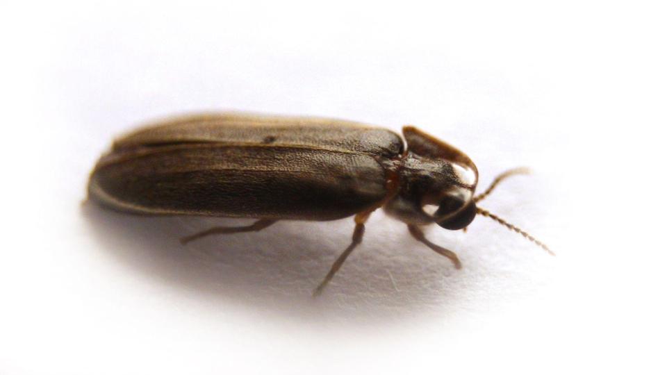Ein Glühwürmchen braucht drei Jahre, um von der Larve zum Käfer zu reifen. Bild: picture alliance / dpa