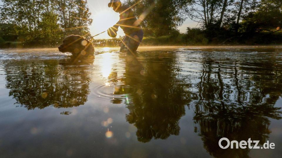 Die Regierung der Oberpfalz hat eine Warnung für die Donau zwischen Regensburg und Passau ausgesprochen. Hohe Wassertemperaturen und niedrige Sauerstoffwerte gefährden die Gewässerökologie. Bild: Thomas Warnack/dpa