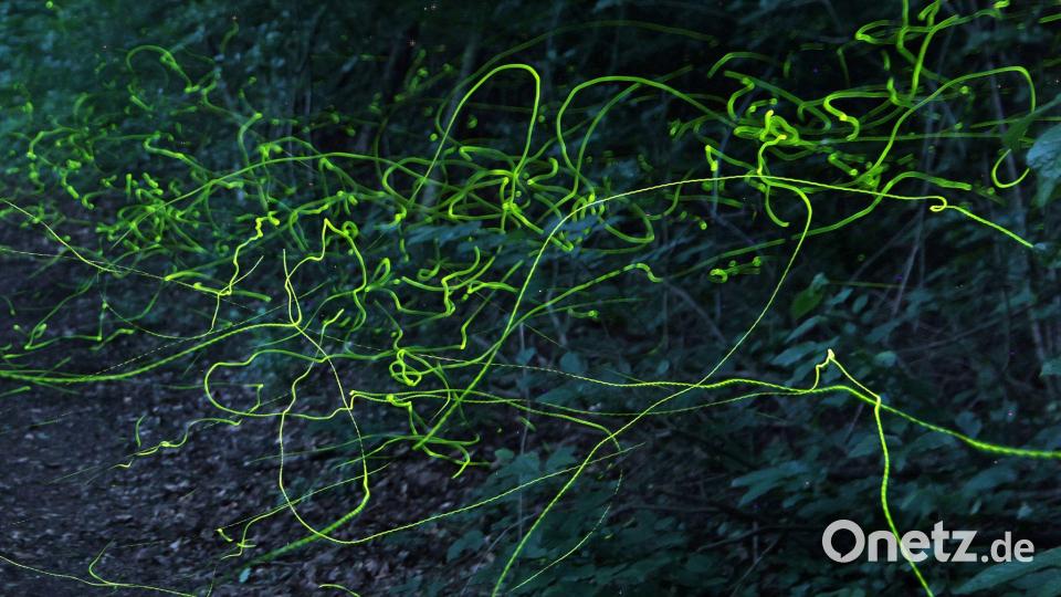 Grüne Leuchtspuren im Wald - Glühwürmchen unterwegs Bild: Matthias Bein/dpa