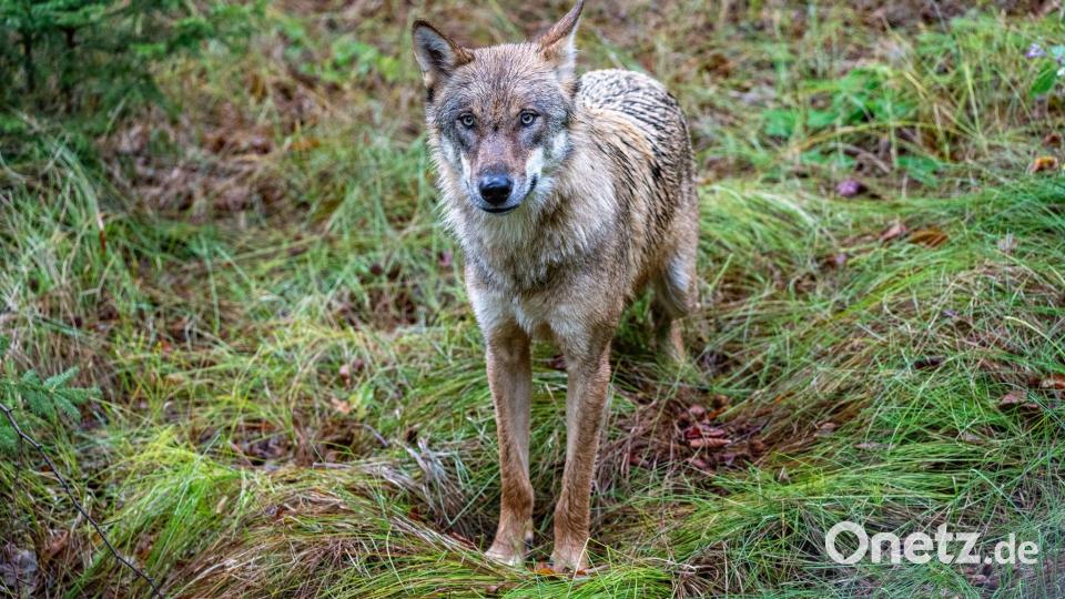 Wölfe sind nun jagdbare Tiere. (Archivbild) Bild: Armin Weigel/dpa