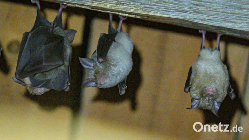 Fledermaus-Quartiere in Gebäuden können sich schnell aufheizen. (Archivbild) Bild: Armin Weigel/dpa