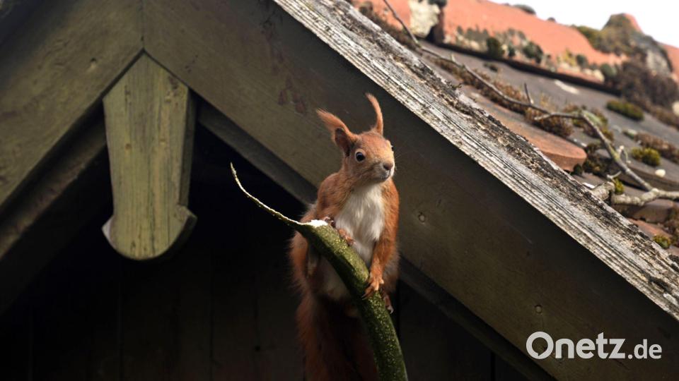 Über eine flache Schale gefüllt mit frischem Wasser freuen sich Eichhörnchen bei Hitze. (Archivbild) Bild: Felix Hörhager/dpa