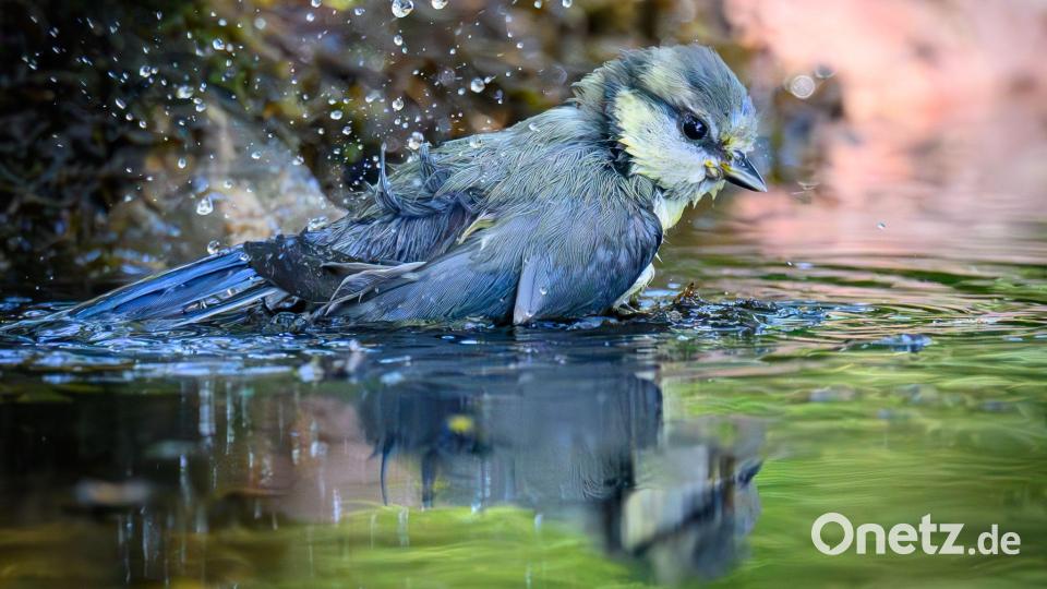 Eine junge Blaumeise badet in einer Wasserstelle im Wald in Sieversdorf. Bild: Patrick Pleul/dpa