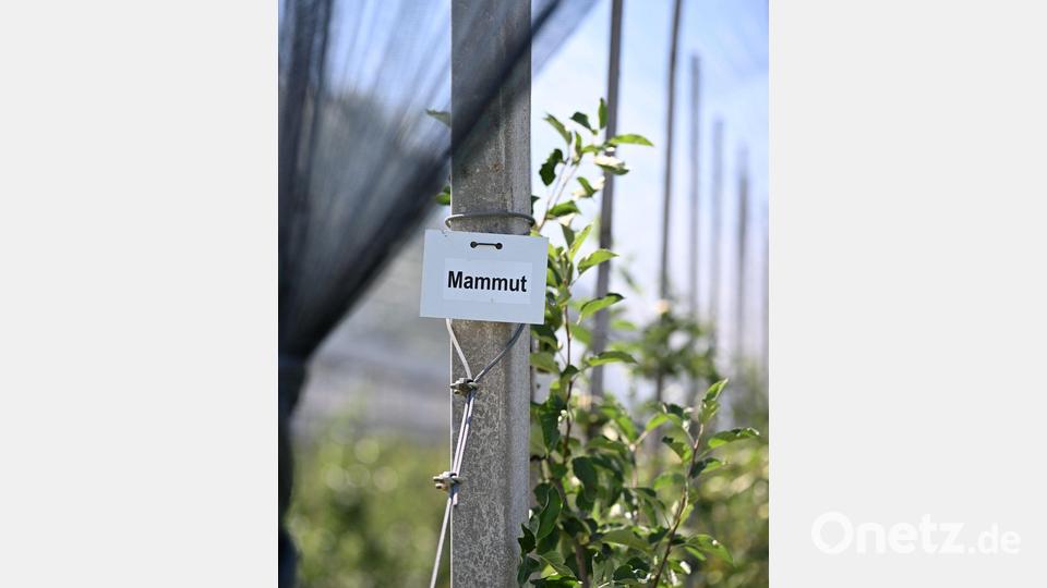 Die Sorte soll ab Herbst verkauft werden. Bild: Felix Kästle/dpa