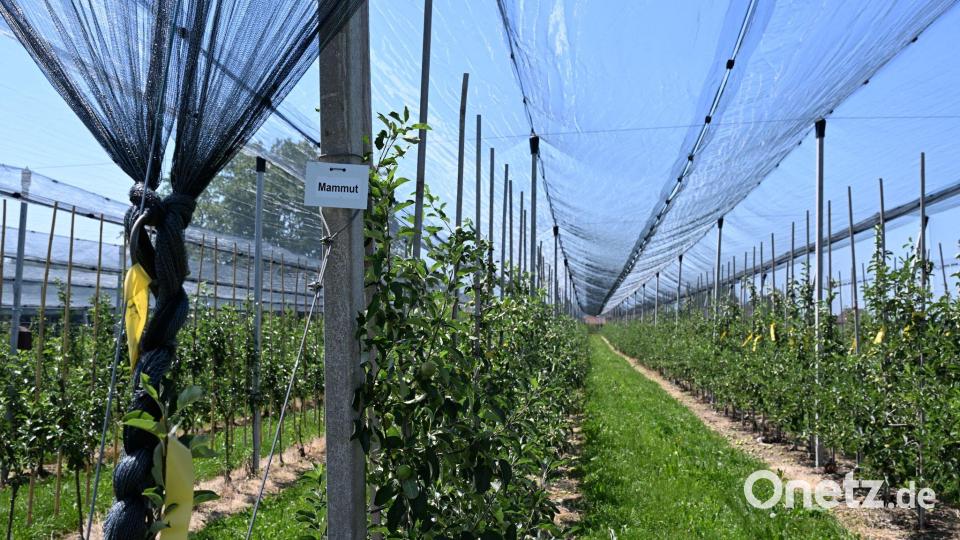 Angebaut wird die neue Sorte rund um den Bodensee. Bild: Felix Kästle/dpa