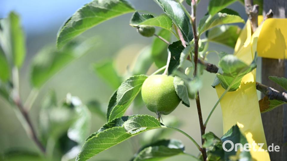 Noch sind die Äpfel grün. Im Herbst soll die erste größere Ernte beginnen. Bild: Felix Kästle/dpa