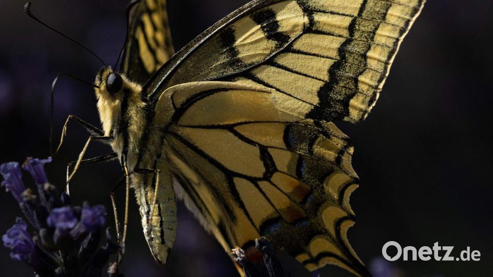 Ein Großer Schwalbenschwanz saugt in Zentralfrankreich Nektar aus einer Blume. Bild: Alain Jocard/AFP/dpa