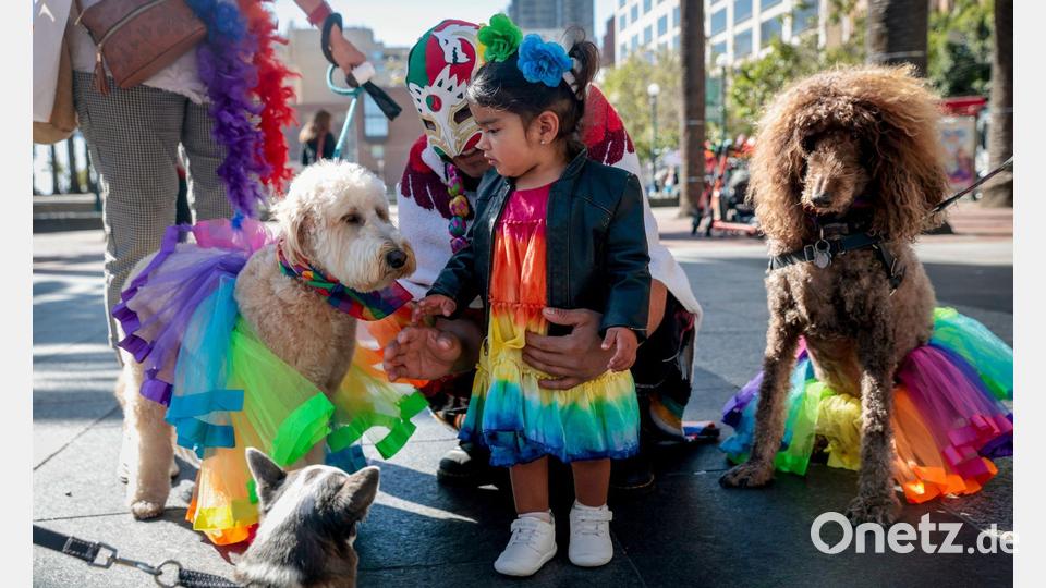 Regenbogen-Kostüme gibt es auch für Vierbeiner. Bild: Brontë Wittpenn/San Francisco Chronicle/AP/dpa