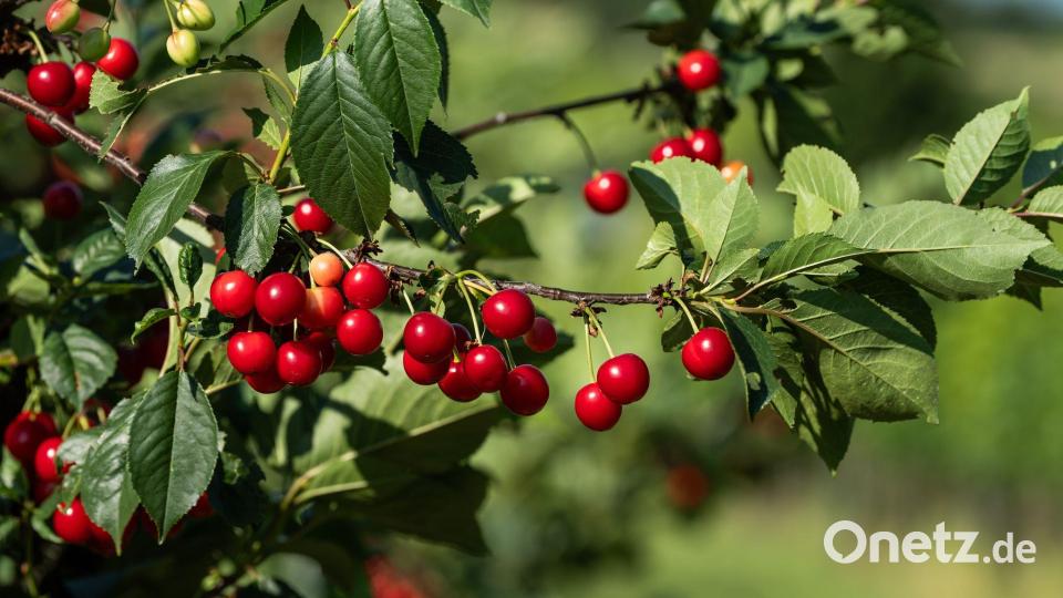 Die Obstbauern erwarten eine hervorragende Kirschenernte. (Archivbild) Bild: Silas Stein/dpa