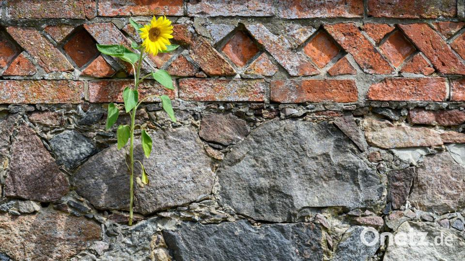 Gelb zwischen grauen Steinen – Sonnenblume wächst aus einer Fuge der Feldsteinmauer Bild: Patrick Pleul/dpa