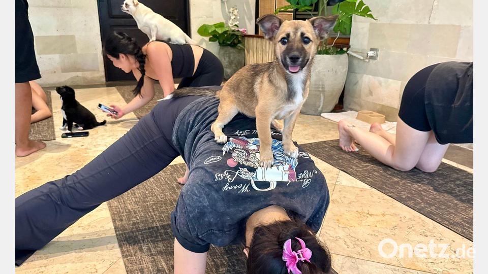 Beim Puppy Yoga springen die Welpen gerne auf den Rücken der Teilnehmer. Bild: Carola Frentzen/dpa