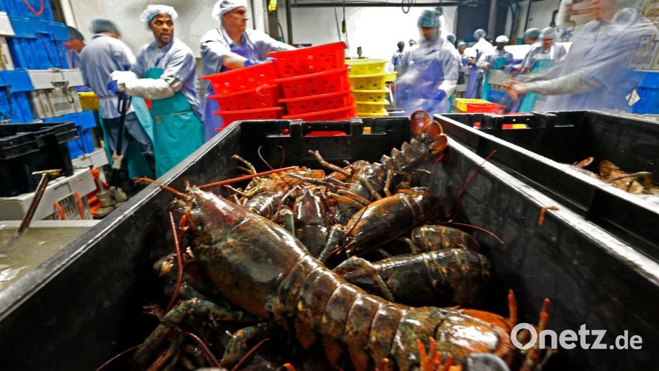 Hummer und gefrorene Hummererzeugnisse mit Ursprung in den Vereinigten Staaten dürfen künftig zollfrei in die EU importiert werden. (Archivbild) Bild: Robert F. Bukaty/AP/dpa