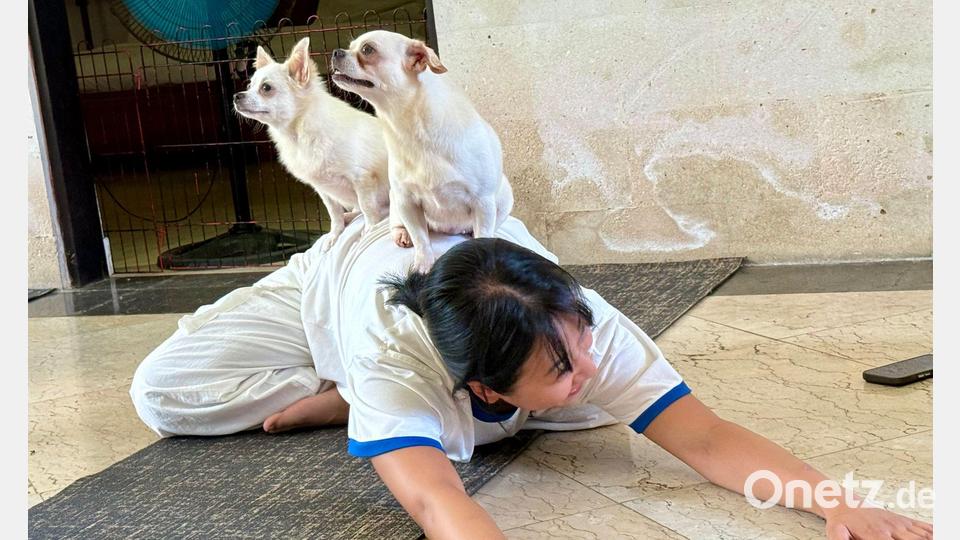 Fast sieht es aus, als hätten die kleinen Hunde selbst eine Yogapose eingenommen. Bild: Carola Frentzen/dpa