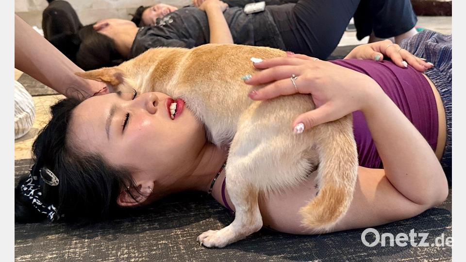Auch die Teilnehmer entspannen, wenn sich ein Hundebaby auf ihnen zusammenrollt. Bild: Carola Frentzen/dpa