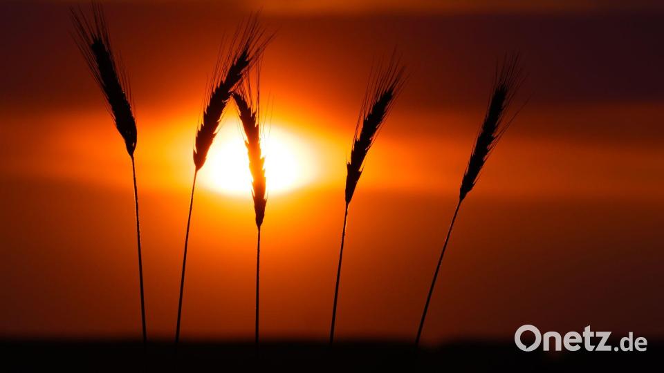 Die tiefstehende Abendsonne leuchtet hinter feinen Grannen einzelner Getreideähren in Sieversdorf. Bild: Patrick Pleul/dpa