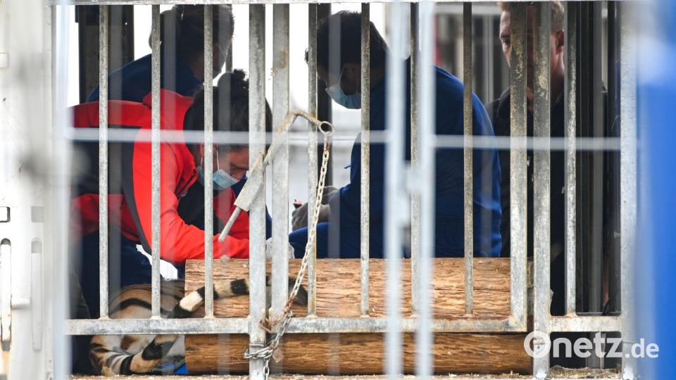 Die Behörden transportierten sechs der acht Tiger ab. Bild: Heiko Rebsch/dpa