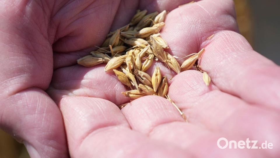 Wintergerste wird jetzt vom Feld geholt. Danach folgen Weizen und Roggen. Bild: Sven Kaeuler/dpa