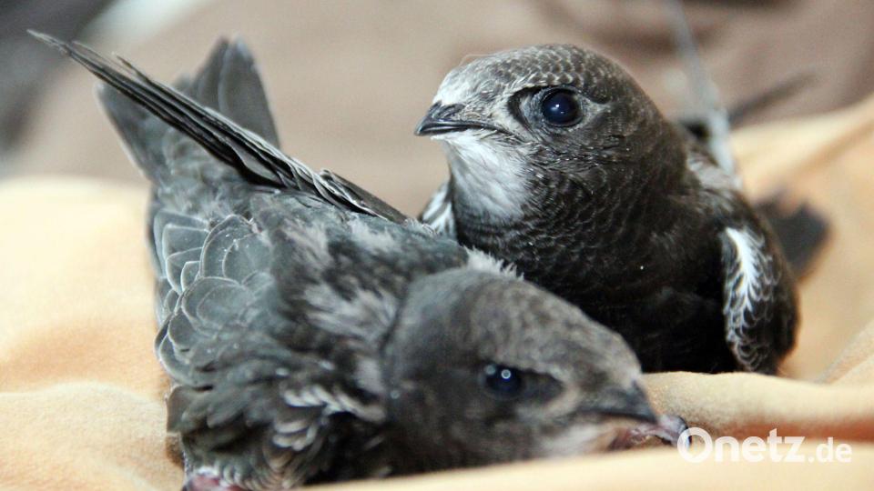 Ob dann ein Eingreifen des Menschen nötig ist, hängt von der betroffenen Art ab. Bild: Katrin Mädler/dpa-Zentralbild/dpa