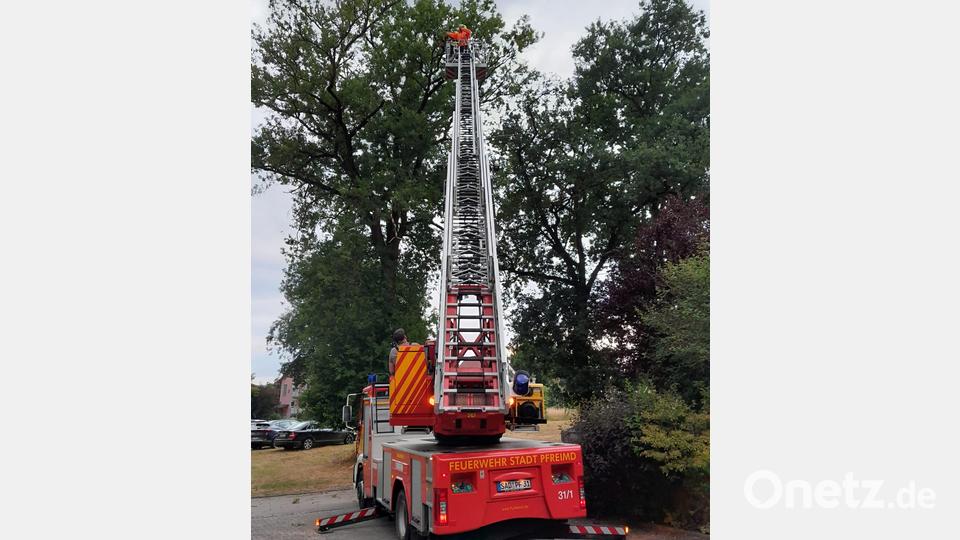 Mit Hilfe der Drehleiter gelingt es der Feuerwehr Pfreimd, den kleinen Turmfalken wieder in sein Nest zu befördern. Bild: Feuerwehr Pfreimd