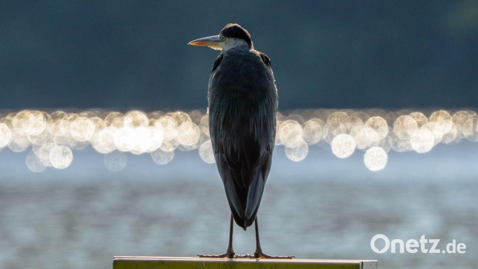 Graureiher am Morgen an der Havel Bild: Georg Moritz/dpa