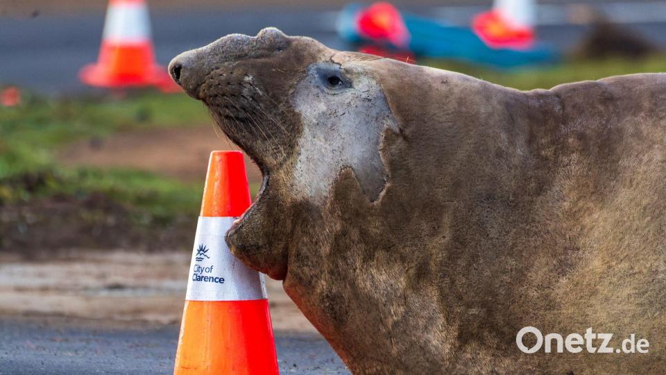 Der See-Elefant reibt sich in Tasmanien auch schon mal an Verkehrspollern. Bild: Sam Volker/Sam Volker Photography/AP/dpa
