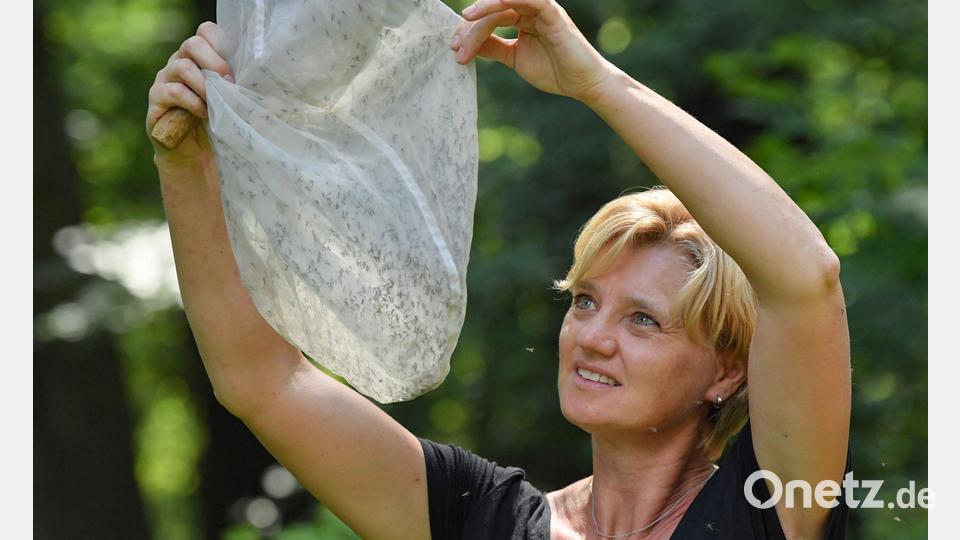 Die Biologin Doreen Werner hat sich auf die Erforschung von Stechmücken spezialisiert. (Archivbild) Bild: Patrick Pleul/dpa-Zentralbild/dpa