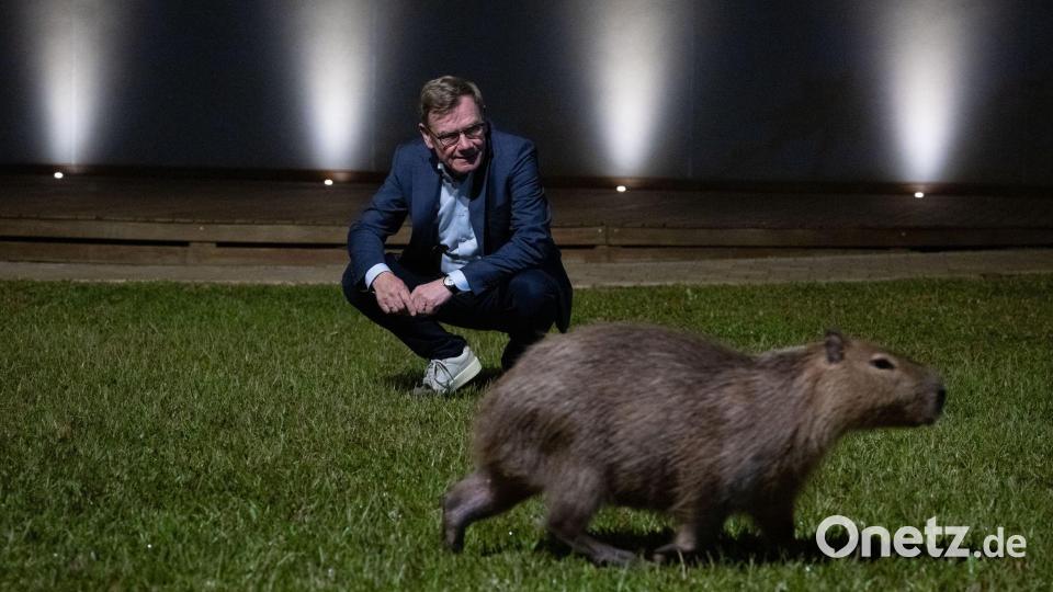 Der deutsche Außenminister Johann Wadephul (CDU) nähert sich am späten Abend freilebenden Capybaras in Brasilia. Bild: Boris Roessler/dpa