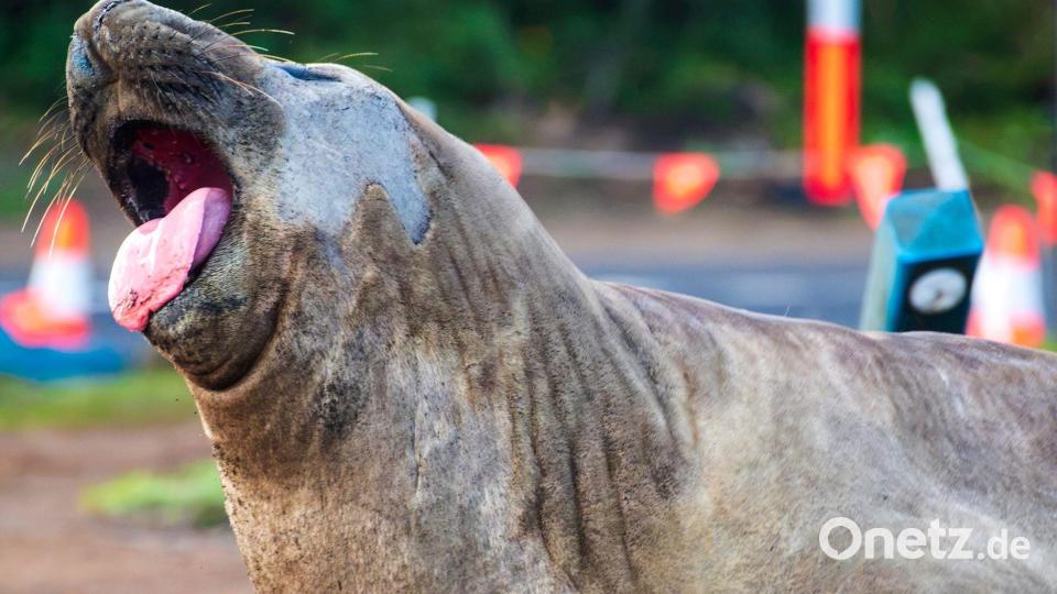 Videos mit Neil gehen immer wieder viral. Bild: Sam Volker/Sam Volker Photography/AP/dpa
