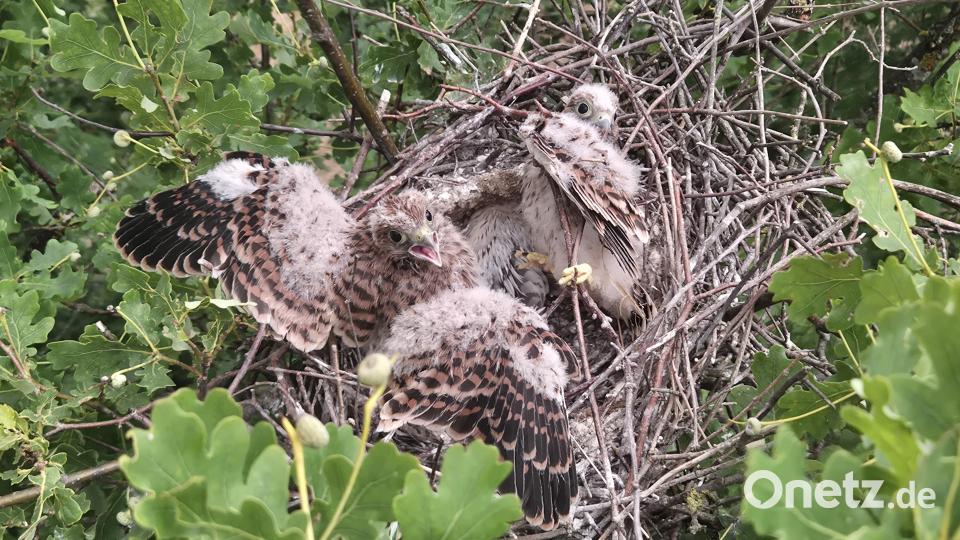 Hier sind die Turmfalken-Geschwister wieder vereint - und die Retter können sicher sein, dass sie den kleinen Findling auch im richtigen Nest abgesetzt haben. Bild: Feuerwehr Pfreimd