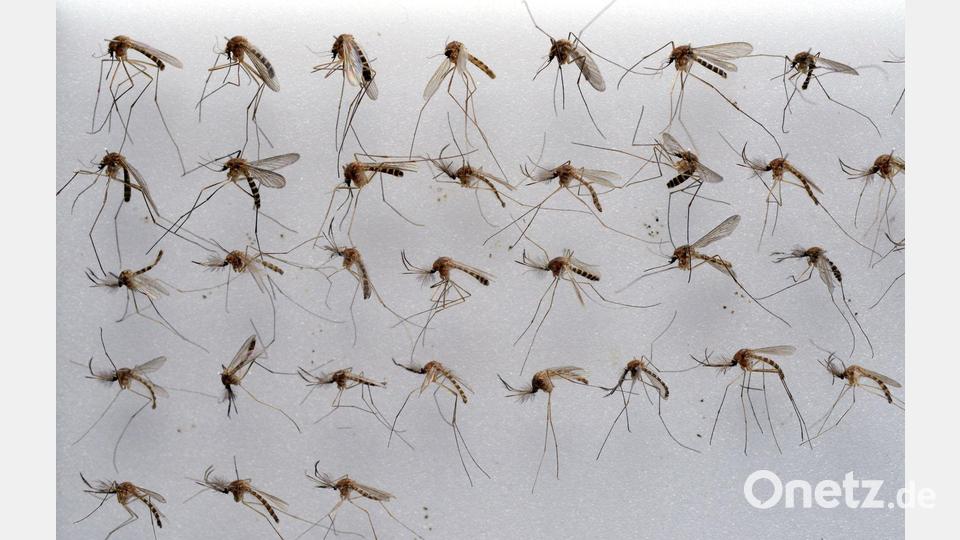 Die Gemeine Hausmücke - hier in einem Labor aufgenommen - liebt feucht-warmes Sommerwetter. Bild: Stefan Sauer/dpa