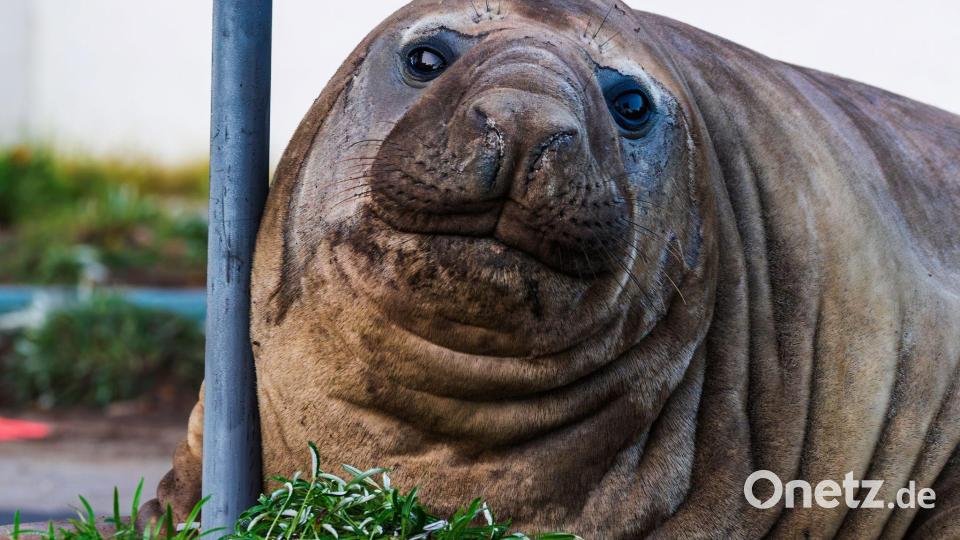 Jedes Jahr kommt der Meeressäuger mehrmals an Land - aber immer in Wohngegenden. Bild: Sam Volker/Sam Volker Photography/AP/dpa
