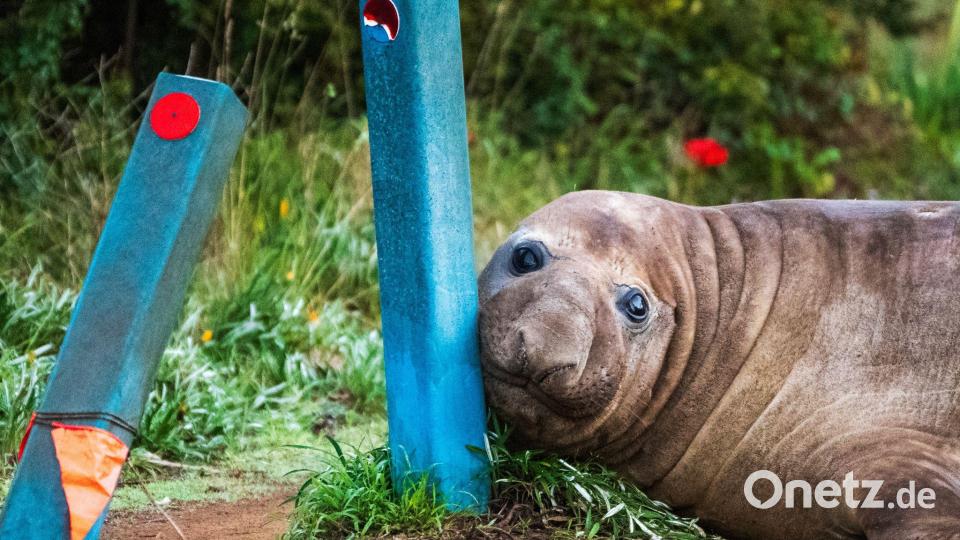 „Neil the Seal“ ist in Australien ein Internet-Liebling. Bild: Sam Volker/Sam Volker Photography/AP/dpa