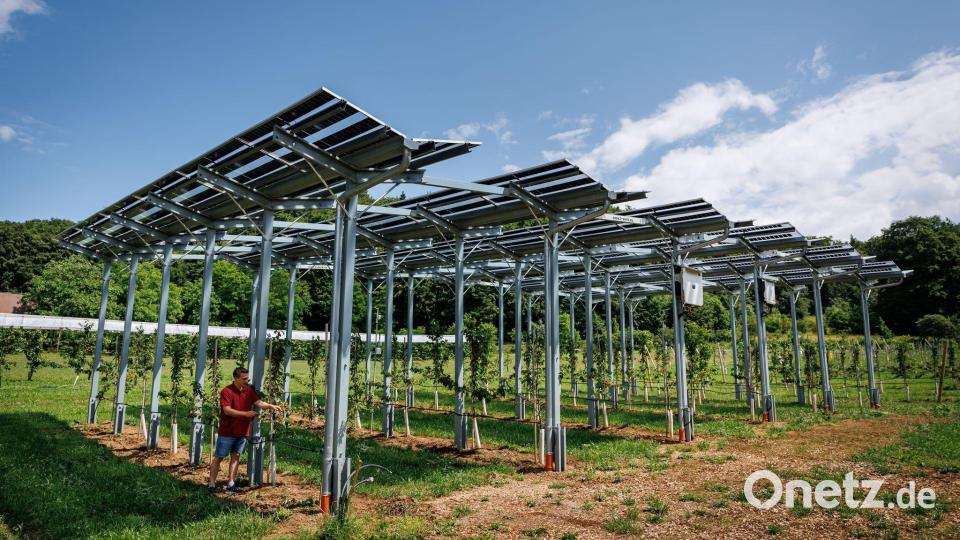 Die Agri-PV-Anlage soll zeigen, wie Kirschbäume gedeihen und gleichzeitig Strom produziert werden kann. Bild: Daniel Karmann/dpa