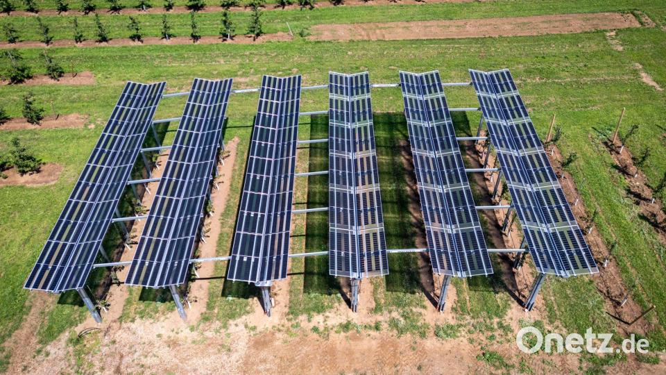 Solarmodule spenden Kirschbäumen Schatten - im Landkreis Forchheim läuft dieses Modellprojekt. Bild: Daniel Karmann/dpa