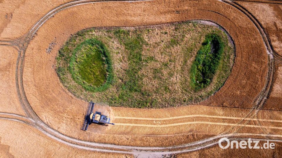 Formen und Linien bei Getreideernte in Norddeutschland. Bild: Jens Büttner/dpa
