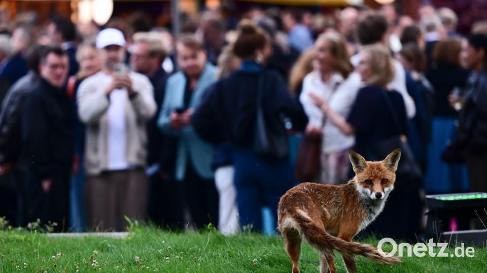 Ungeplanter Gast: ein Fuchs. Bild: Sebastian Gollnow/dpa