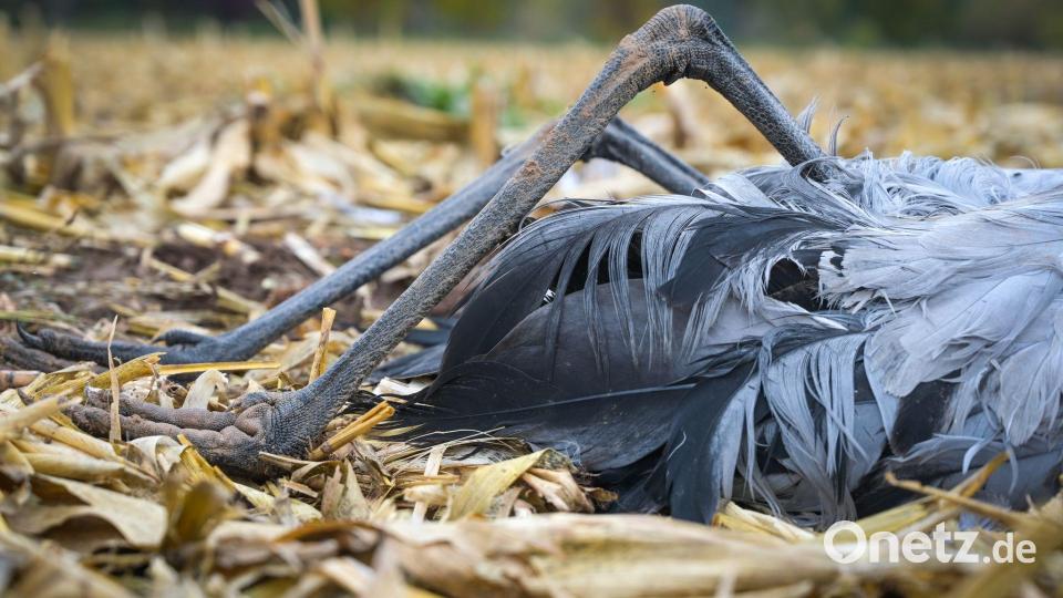 Auch in Deutschland sind viele Vögel betroffen, darunter zahlreiche Kraniche. (Archivbild) Bild: Heiko Rebsch/dpa