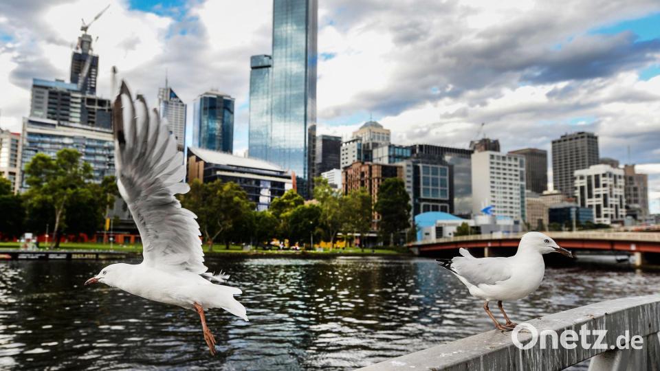 Seit mehreren Jahren grassiert die größte je dokumentierte Vogelgrippewelle. Nun fürchtet Australien um seine Tiere. (Archivbild) Bild: picture alliance / Filip Singer/EPA/dpa