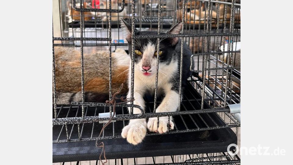 Vor allem junge Vietnamesen sehen Katzen heute als Haustiere - ein deutlicher Wandel in der Gesellschaft. Bild: Phuong Tham / Humane World for Animals/dpa