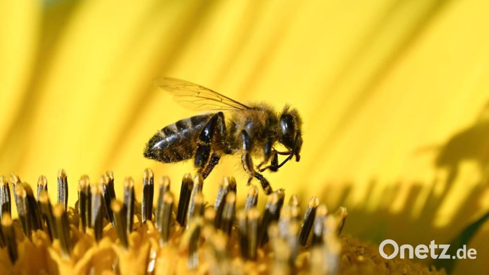 Insekt bei der Arbeit: Bei hochsommerlichen Temperaturen sammelt eine Biene Nahrung auf einer Sonnenblume. Bild: Bernd Weißbrod/dpa