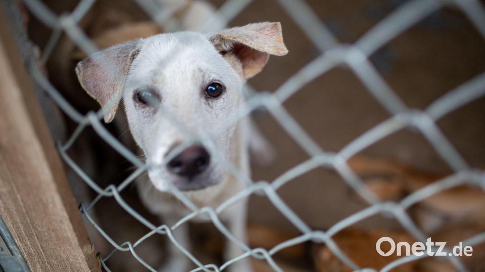 Auch der Handel mit Hunden für den menschlichen Verzehr ist in Vietnam ein großes Geschäft. (Archivbild) Bild: Chris Humphrey/dpa