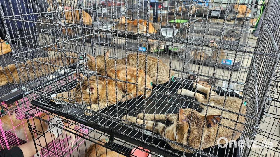 Der Schlag gegen den Katzenschmugglerring machte im Juni weltweit Schlagzeilen. Bild: Phuong Tham / Humane World for Animals/dpa