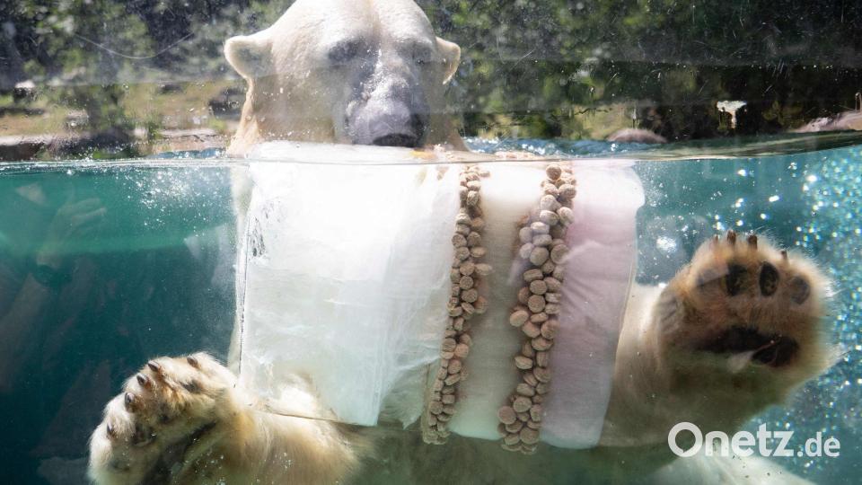 Eisbombe zur Abkühlung: Eisbär in französischem Zoo Bild: Sebastien Bozon/AFP/dpa