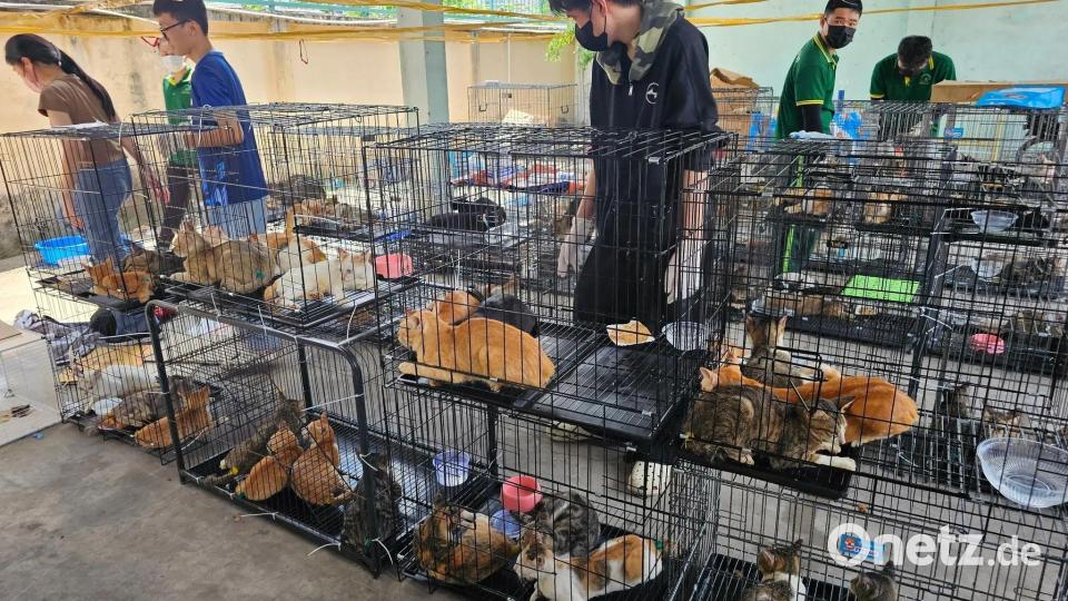 Die beschlagnahmten Katzen haben seelisch und körperlich viel durchgemacht. Bild: Phuong Tham / Humane World for Animals/dpa