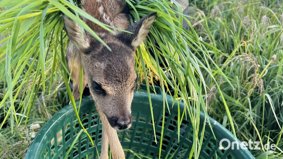 Erfolgreiche Saison für Rehkitzrettung NEW-WEN: Ehrenamtliche retten seit Anfang Mai fast 400 Tiere. Bild: Claudia Prößl