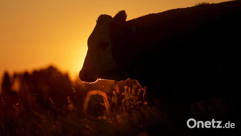 Ene mene muh, im Sonnenlicht steht eine Kuh. Bild: Thomas Warnack/dpa